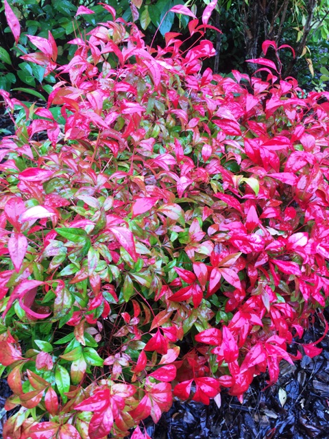 Nandina domestica fire power